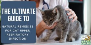 The Ultimate Guide to Natural Remedies for Cat Upper Respiratory Infection