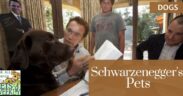 Cover photo showcasing Arnold Schwarzenegger with his dog during a meeting, highlighting how his animal companions are a large part of his personal and professional life.