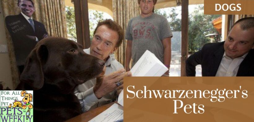 Schwarzenegger's Pets