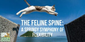 The feline spine