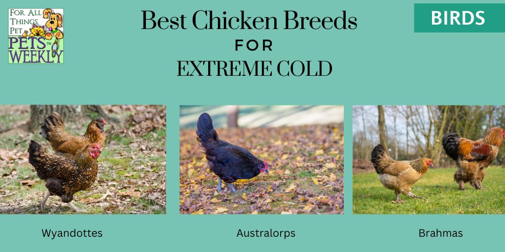 Best Chicken Breeds for Extreme cold