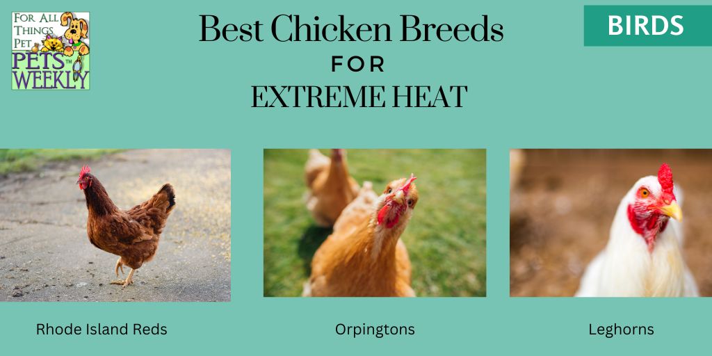 Best Chicken Breeds for Extreme heat
