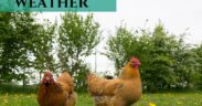 Best Chicken Breeds for Extreme Climates