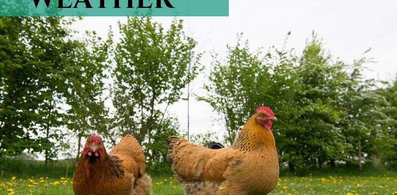 Best Chicken Breeds for Extreme Climates