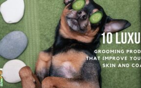 Luxury dog grooming products