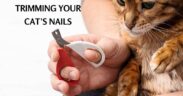 Trimming Your Cat's Nails at Home