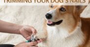 Trimming Your Dog's Nails at Home