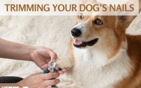 Trimming Your Dog's Nails at Home