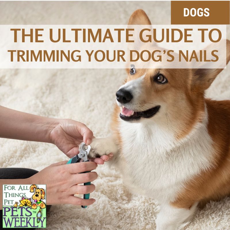 How to Trim Your Dog's Nails