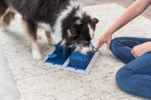 Interactive toys for pets