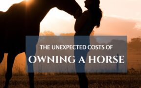 unexpected costs of horse ownership