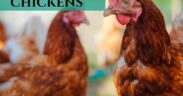 10 Things to Know Before Getting Chickens