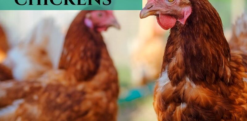 10 Things to Know Before Getting Chickens