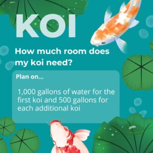 How much room does my koi need