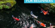 Koi pond planning for beginners