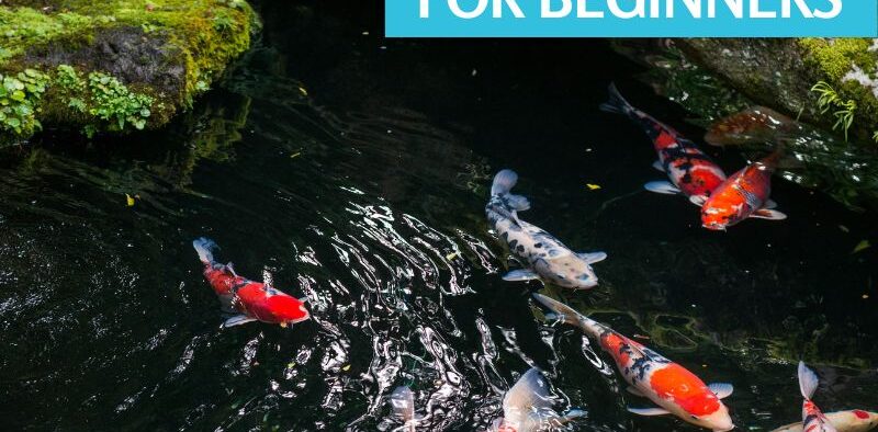 Are Koi Fish Friendly? A Look at Their Behavior and Interactions with  Humans