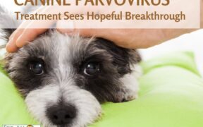 Canine Parvovirus Treatment