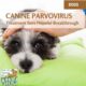 Canine Parvovirus Treatment