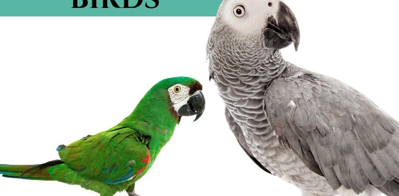 Top Ten Most Talkative Birds