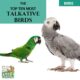 Top Ten Most Talkative Birds