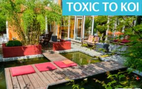 Plants that are toxic to koi
