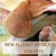 Allergy Medications for Pets