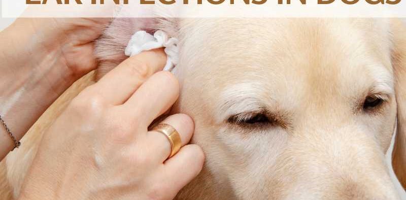 New Treatment for Ear Infections in Dogs