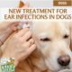 New Treatment for Ear Infections in Dogs