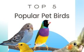 Top 5 Pet Birds in America