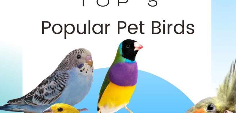 Top 5 Pet Birds in America