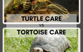 turtle care vs tortoise care
