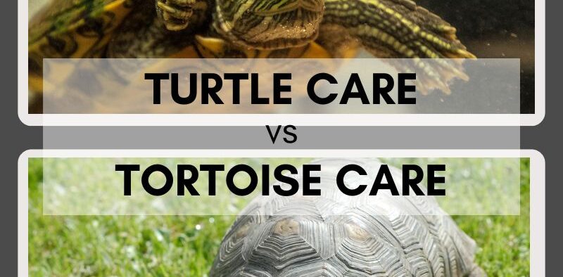 turtle care vs tortoise care