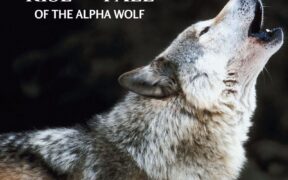 Rise and Fall of the Alpha Wolf