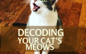 decoding your cat's meows