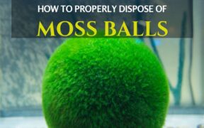 How to Dispose of Moss balls