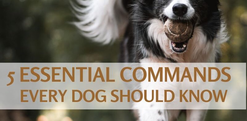 Commands dogs should know