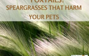 foxtails that harm your pets