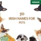 irish names for pets