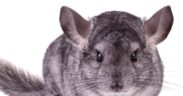guide to caring for chinchillas