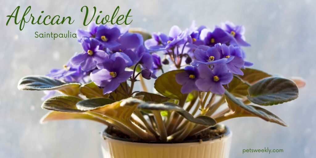 African violet - 10 pet safe and air purifying plants