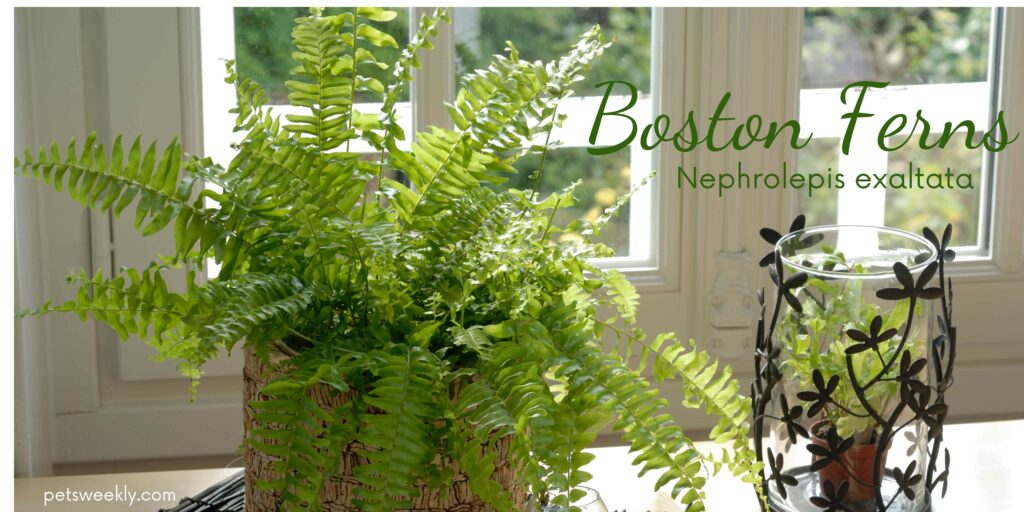 Boston fern - 10 pet safe and air purifying plants