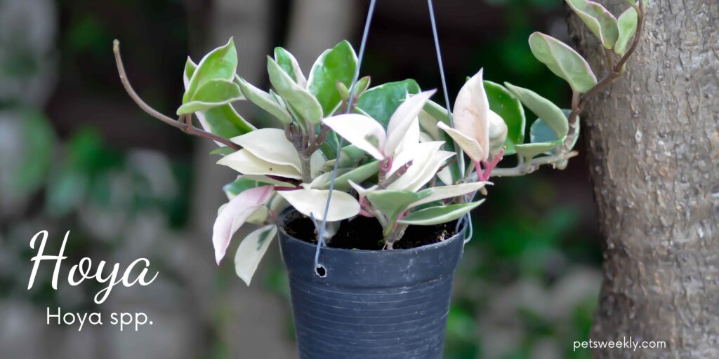 Hoya - 10 pet safe and air purifying plants