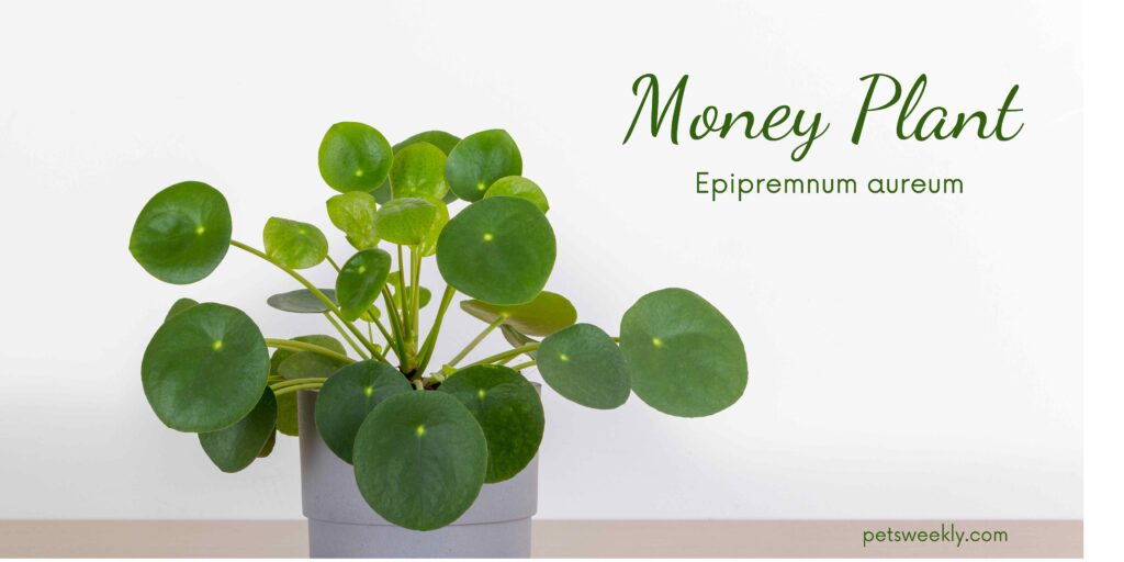 Money plant - 10 pet safe and air purifying plants
