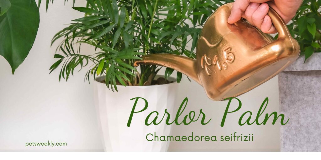 Parlor Palm -10 pet safe and air purifying plants