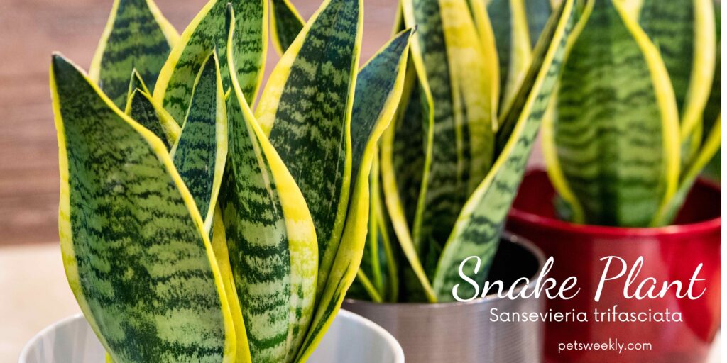 Snake plants - 10 pet safe and air purifying plants