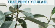10 pet safe plants that purify the air