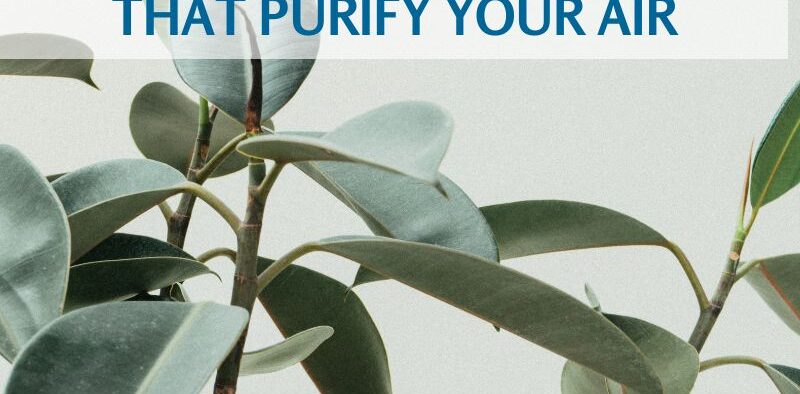 Title card with plant on clean white background with words, "10 pet safe plants that purify your air".