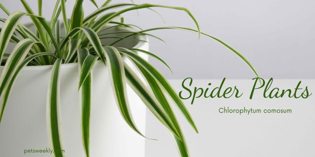 Spider plants - 10 pet safe and air purifying plants