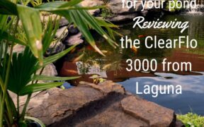 Filtration for Your Pond: ClearFlo 3000 Review