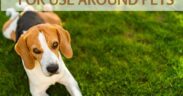 Natural Weed Killers for Use Around Pets